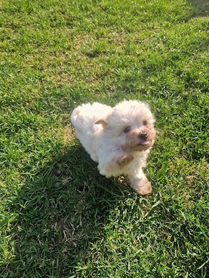 Vând Bichon Maltese! - imagine 2