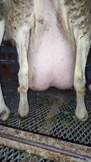 Vând berbecuți assaf - imagine 4