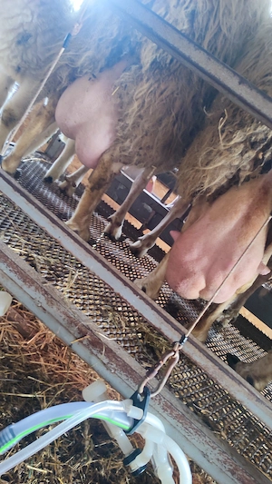 Vând berbecuți assaf - imagine 3