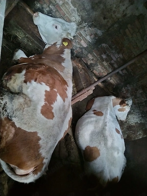 Vând vacă gestantă in ultima lună  - imagine 4