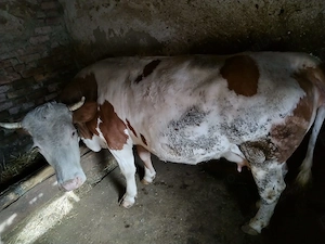 Vând vacă gestantă in ultima lună  - imagine 2