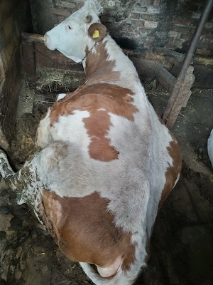 Vând vacă gestantă in ultima lună  - imagine 3