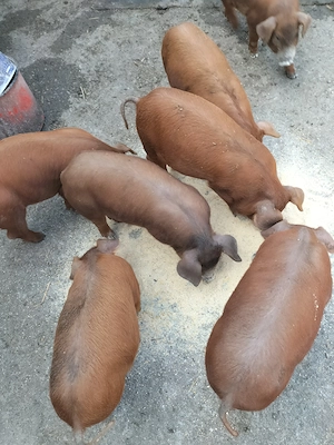 Purcei rasa pura duroc - imagine 2