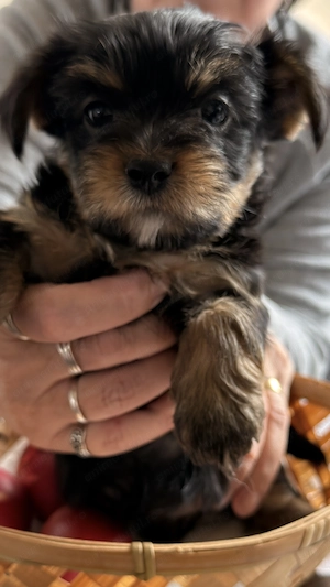 Pui Yorkie mix (mamă Chorkie, tată Yorkshire Terrier pur)