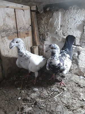 vand porumbei voiajori germani de frumusete de frumusete  - imagine 5