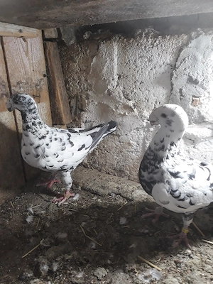 vand porumbei voiajori germani de frumusete de frumusete  - imagine 4