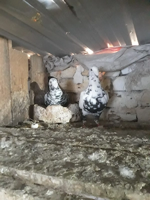 vand porumbei voiajori germani de frumusete de frumusete 