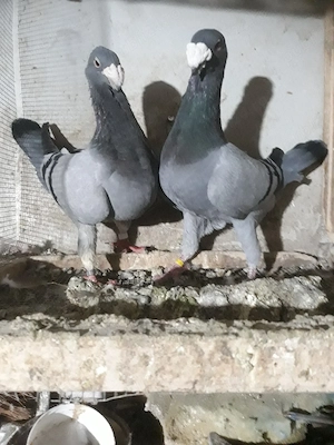 vand porumbei voiajori germani de frumusete de frumusete  - imagine 3