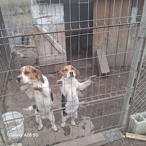Vând o pereche de catei rasa Beagle 