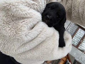 vand pui labrador 700 lei  - imagine 2