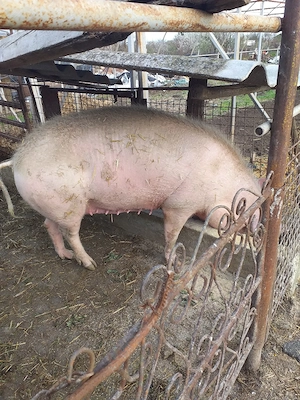 de vânzarea scroafă genstantă rasă landras montană cu landras termen de fătare luna mai 