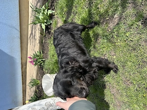 Cocker Spaniel de vanzare - imagine 2