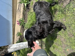 Cocker Spaniel de vanzare - imagine 3