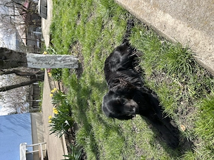Cocker Spaniel de vanzare