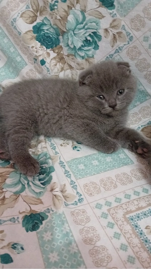 Scottish Fold Blue 