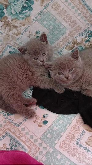 Scottish pisicute - imagine 2