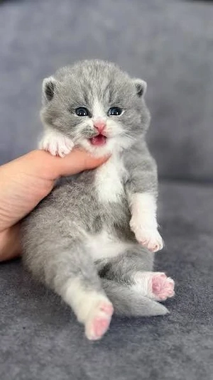British Shorthair 