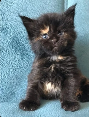 Calico cu ochișori albaștri  - imagine 4