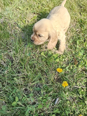 Disponibili Cocker spaniel 