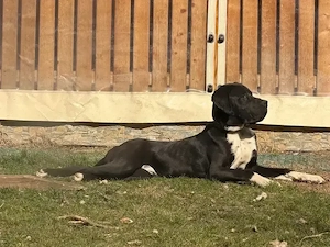 Dog german (Marele danez)