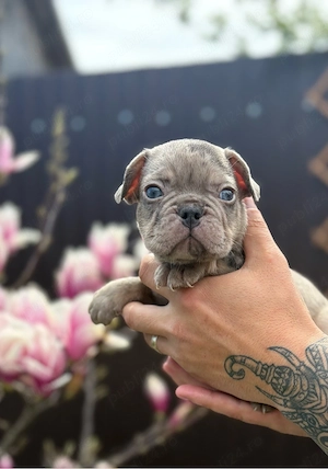 bulldog francez mele  - imagine 4