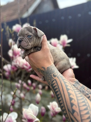 bulldog francez mele  - imagine 3