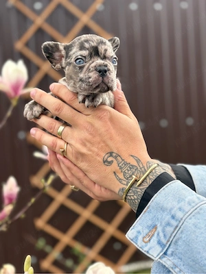 bulldog francez mele  - imagine 2