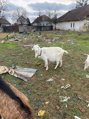 vand schimb capre - imagine 5