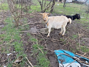 vand schimb capre - imagine 4