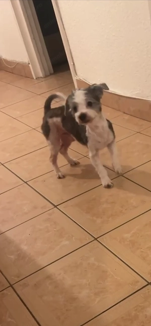 Donez Bichon havanez 