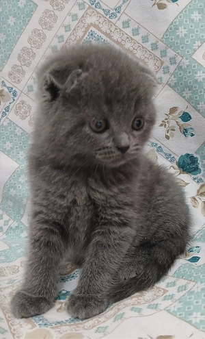 Scottish pisicute - imagine 4