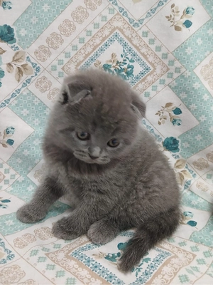 Scottish pisicute - imagine 3