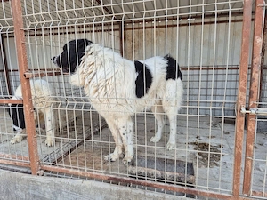 ciobanesc de bucovina 