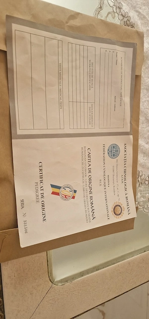 Saint Bernard mascul 10luni - imagine 5