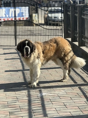 Saint Bernard mascul 10luni - imagine 4