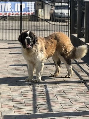 Saint Bernard mascul 10luni