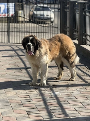 Saint Bernard mascul 10luni - imagine 2