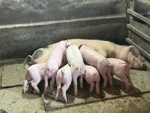 Vând Purcei de 6 săptămâni  - imagine 4