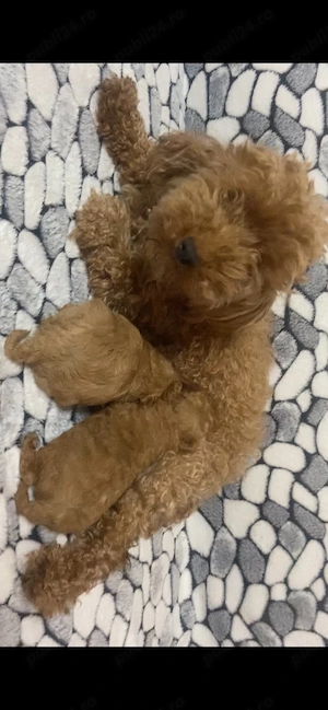 Catelusi Pudel pitic 