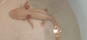 Vand Axolot adult,femelea,cluj - imagine 3