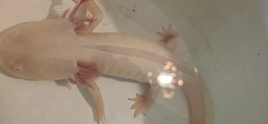 Vand Axolot adult,femelea,cluj - imagine 2