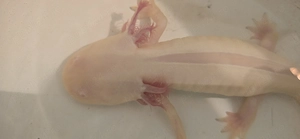 Vand Axolot adult,femelea,cluj