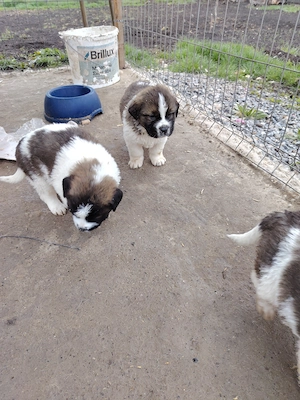 Căței rasa Sant Bernard 