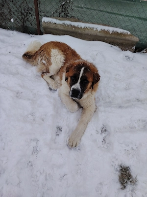 Căței rasa Sant Bernard 