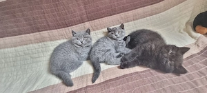 Puiuti British shorthair
