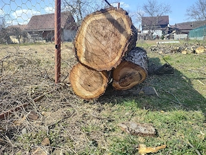 trunchi de nuc pentru lucru