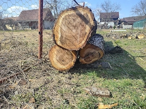 trunchi de nuc pentru lucru