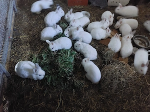 Iepurasi cap de  leu - imagine 3