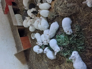 Iepurasi cap de  leu - imagine 2