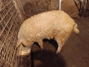 vier mangalita blond